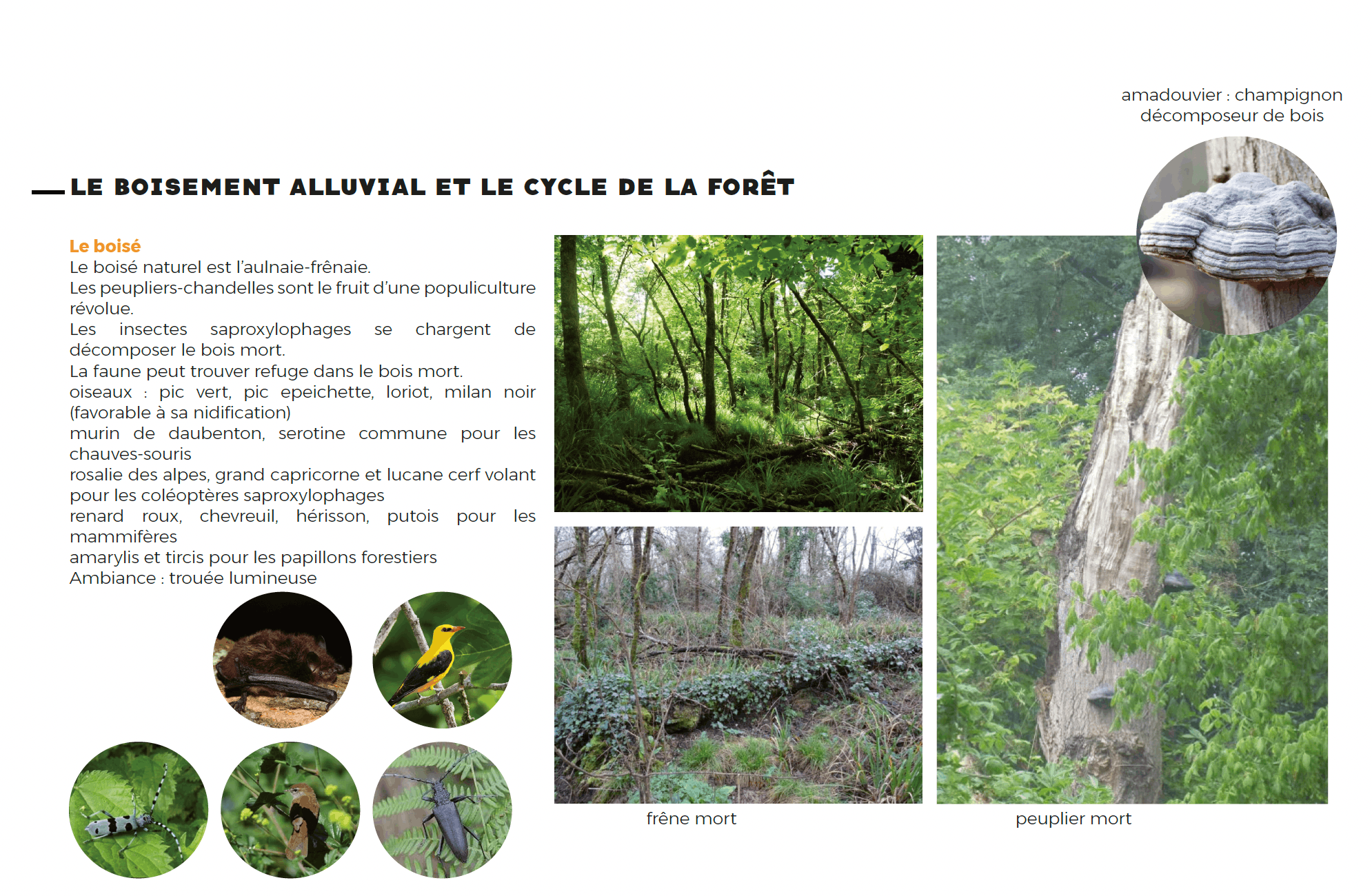 l-ateliersdepossibles _gua_boisement